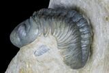 Dalejeproetus & Two Reedops Trilobite Association #174904-6